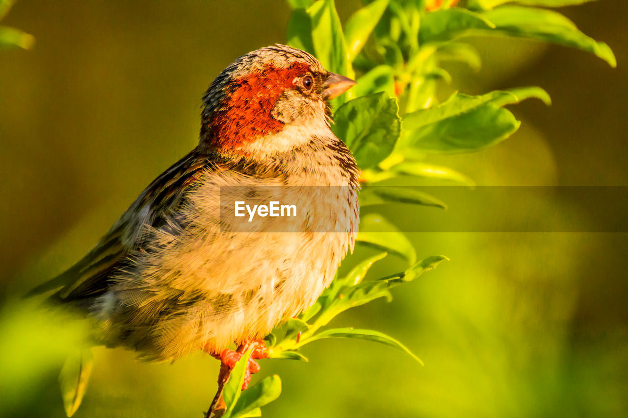 CLOSE-UP OF BIRD PERCHING ON LEAF