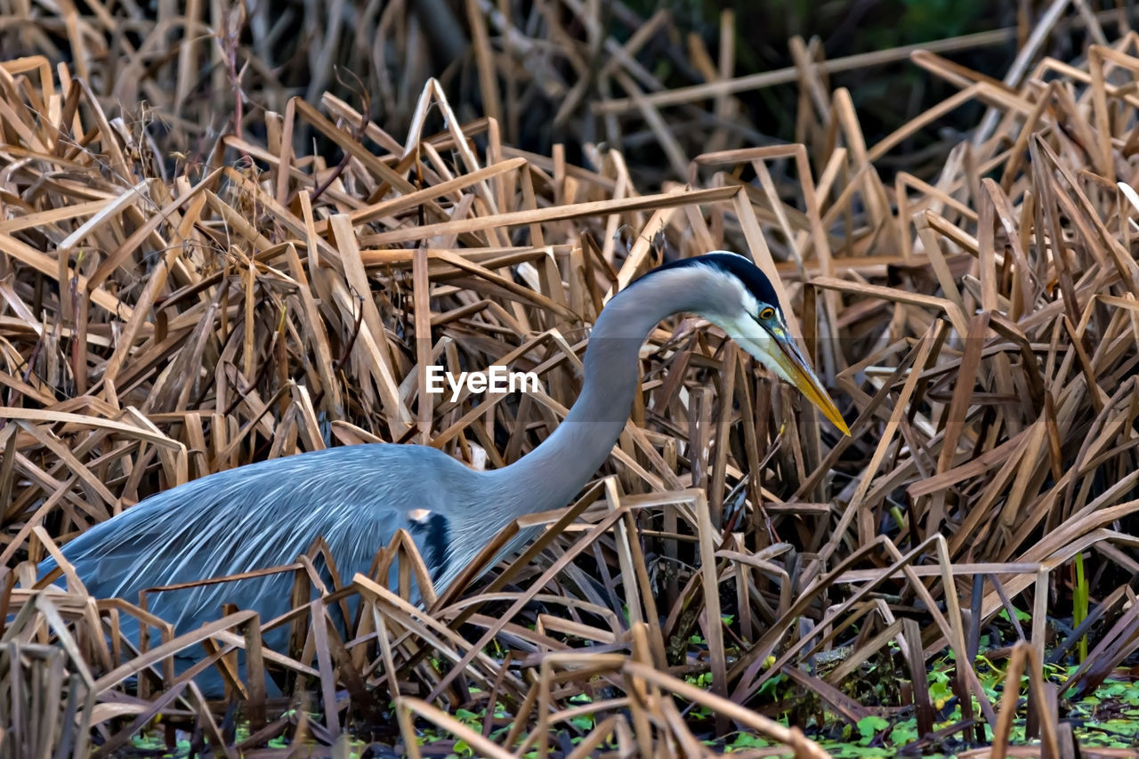 CLOSE-UP HIGH ANGLE VIEW OF GRAY HERON ON BLUE