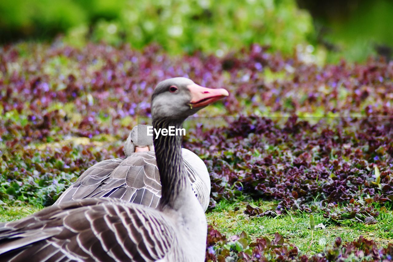 Bird on a field