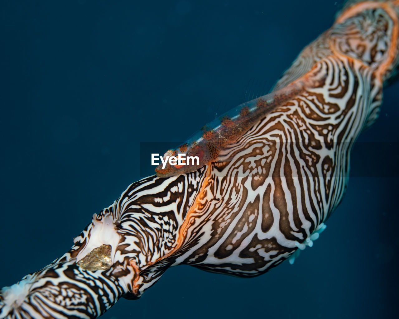 Close-up of zebra swimming in sea