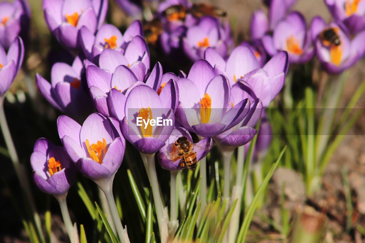 CLOSE-UP OF CROCUS FLOWERS