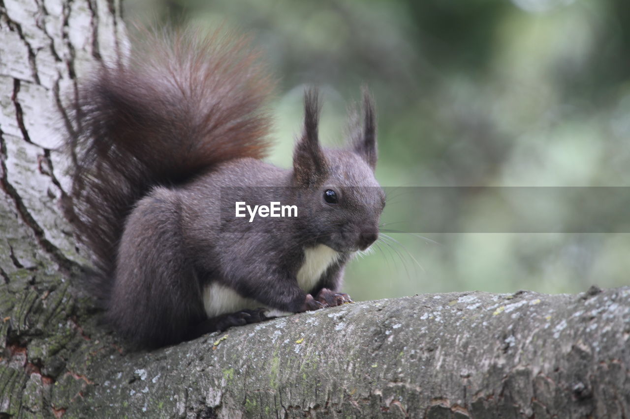 CLOSE-UP OF SQUIRREL ON ROCK AGAINST TREES