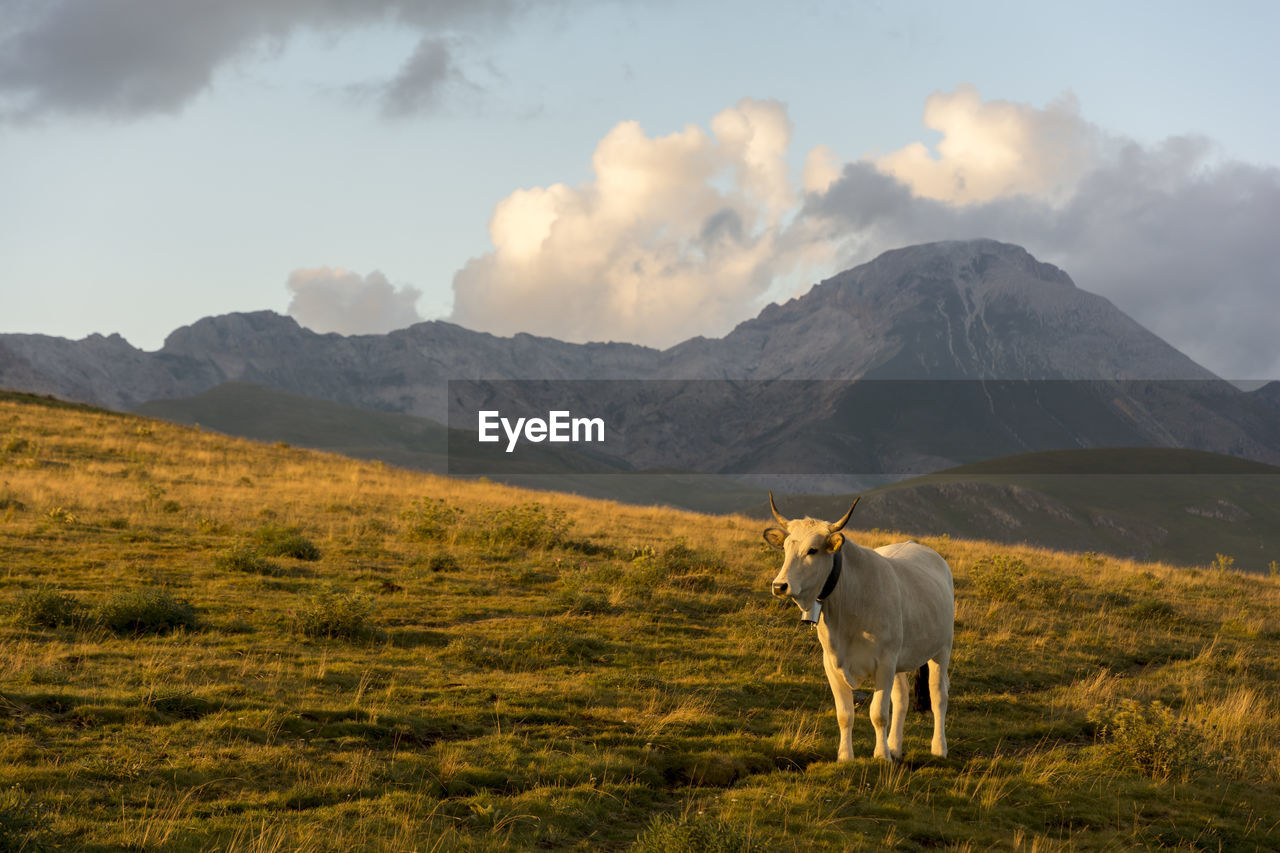 Cow standing on grassy field against mountain