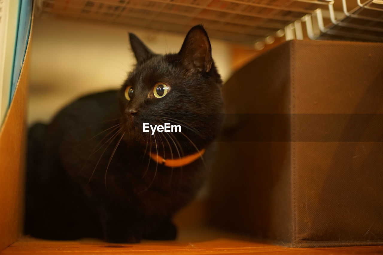 A black cat relaxing in a room