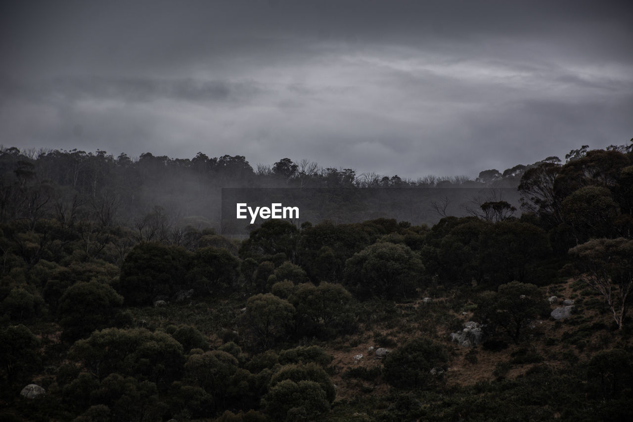 Trees in forest against sky