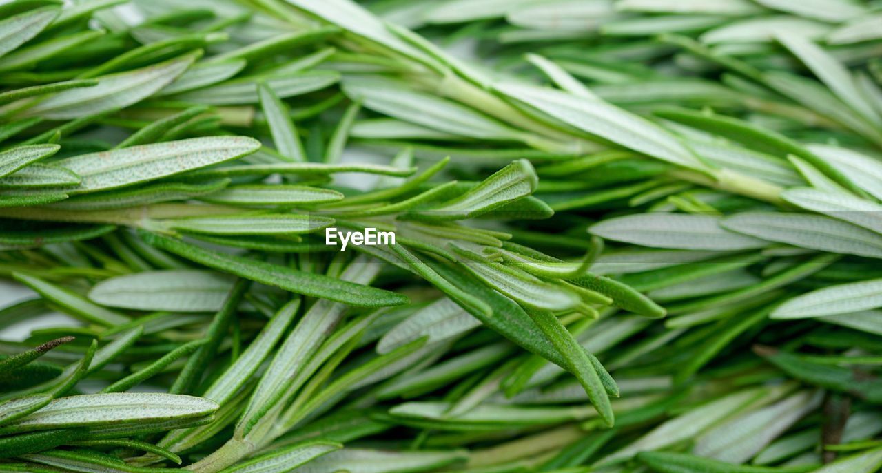 CLOSE-UP OF GREEN LEAVES