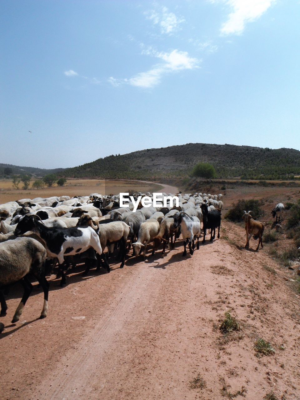 FLOCK OF SHEEP GRAZING ON ROAD