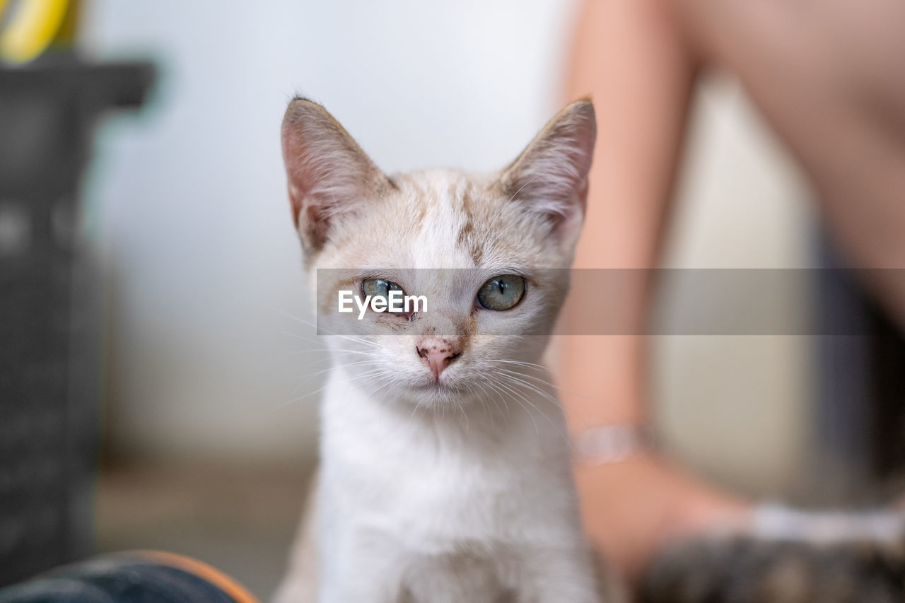 Close-up portrait of cat at home