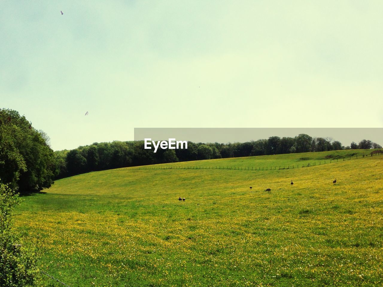 TREES ON GRASSY FIELD AGAINST SKY