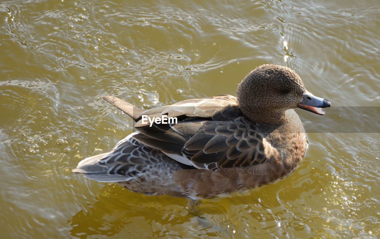 HIGH ANGLE VIEW OF MALLARD DUCKS SWIMMING ON LAKE