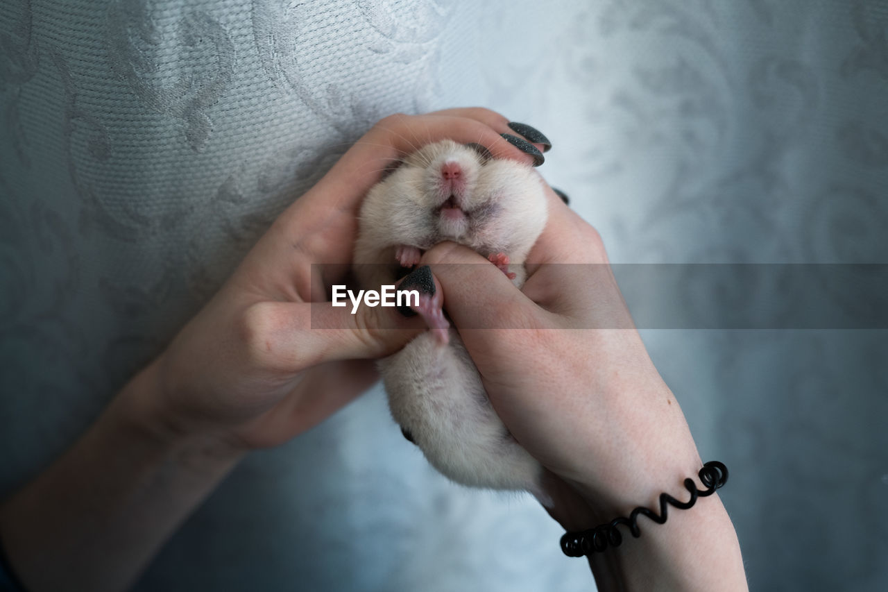 Midsection of woman holding in hands the hamster