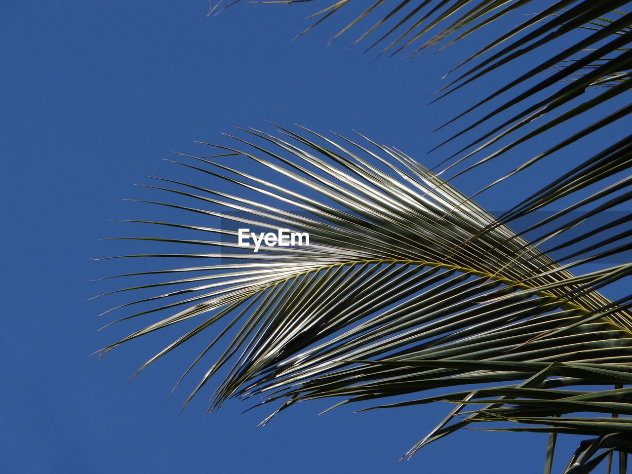 Low angle view of coconut palm tree fronds against clear blue sky