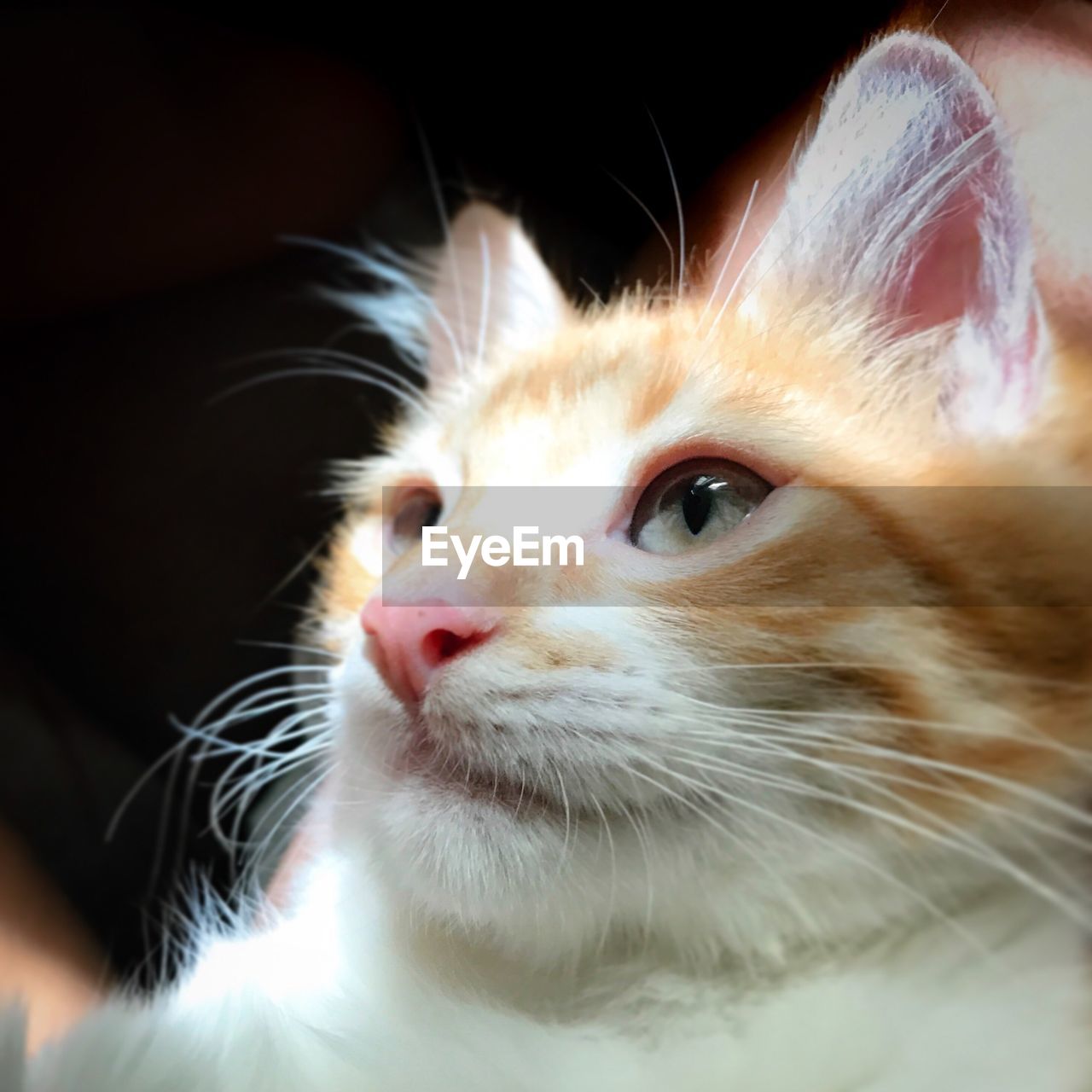 CLOSE-UP OF CAT WITH EYES INDOORS