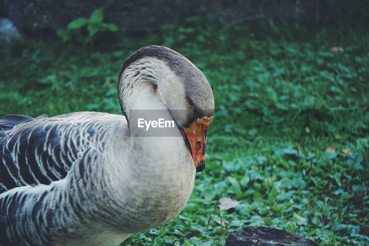 Goose standing on grass