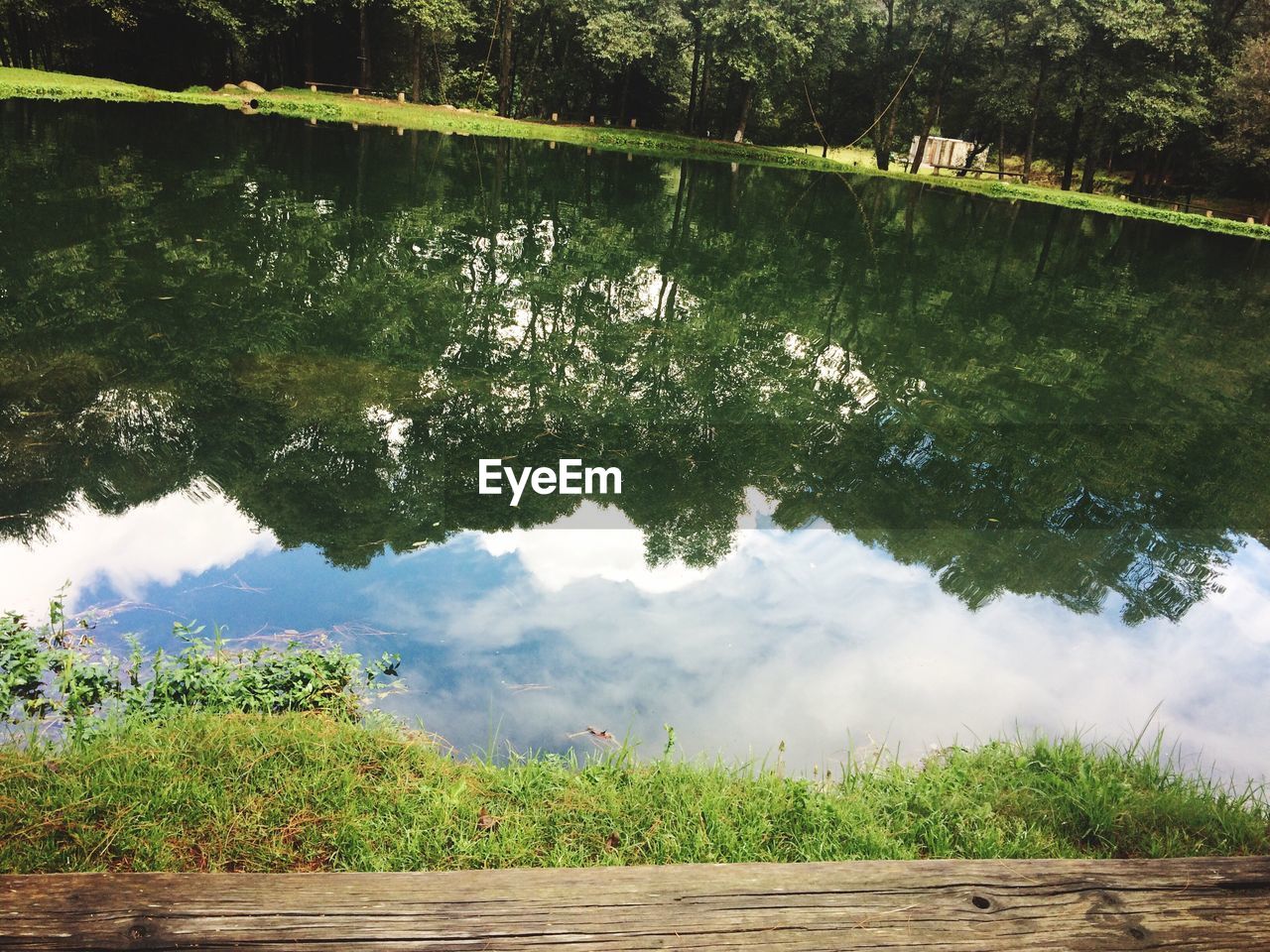 SCENIC VIEW OF TREES AND PLANTS IN WATER