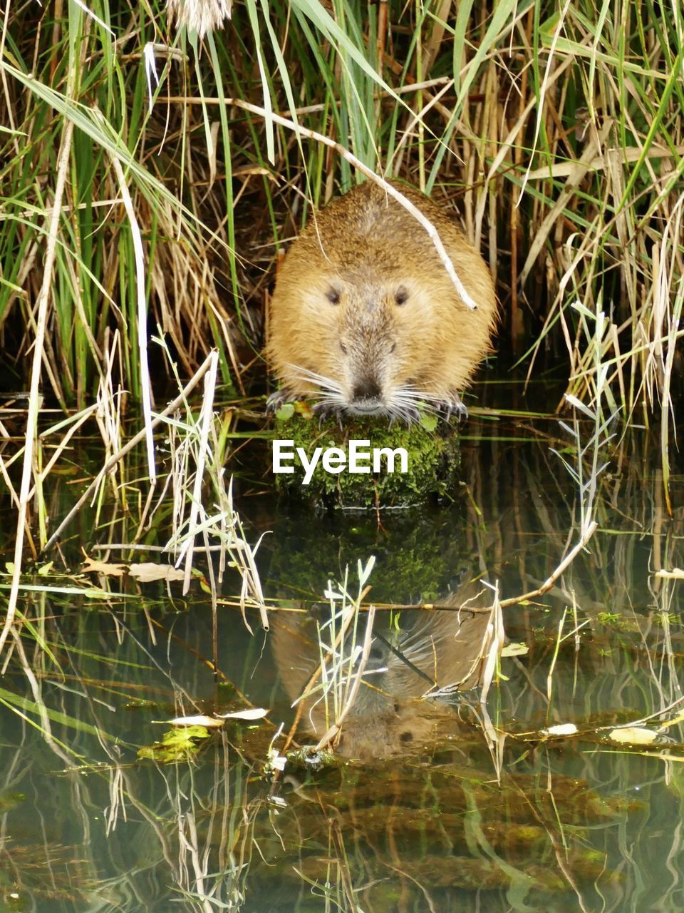 VIEW OF ANIMAL IN LAKE