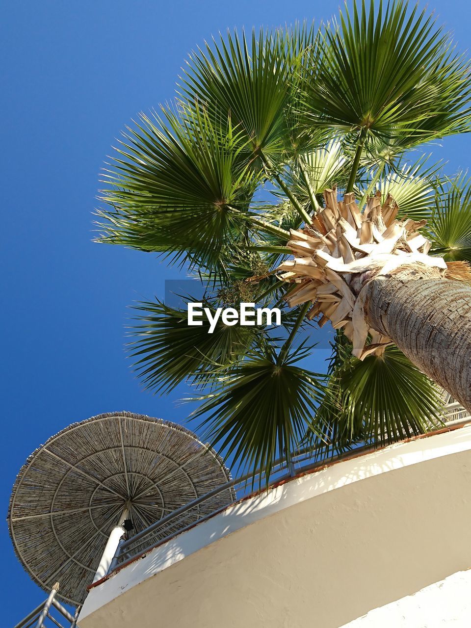 LOW ANGLE VIEW OF PALM TREE AGAINST SKY