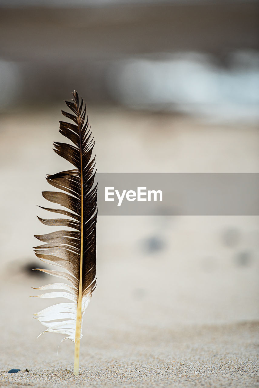 Close-up of feather on beach