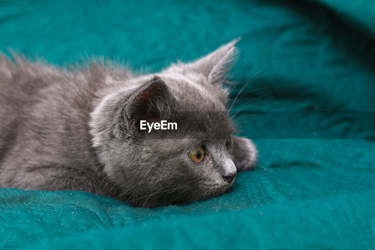 CLOSE-UP OF A CAT WITH BLUE EYES