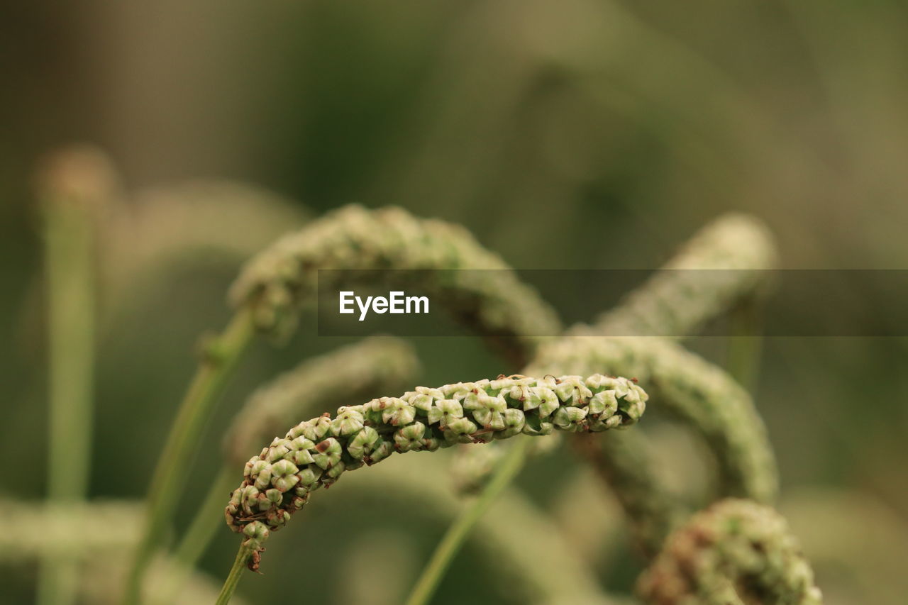 plant, nature, close-up, green, macro photography, focus on foreground, no people, plant stem, grass, food, growth, flower, food and drink, beauty in nature, selective focus, leaf, freshness, day, outdoors, branch, vegetable, agriculture, environment