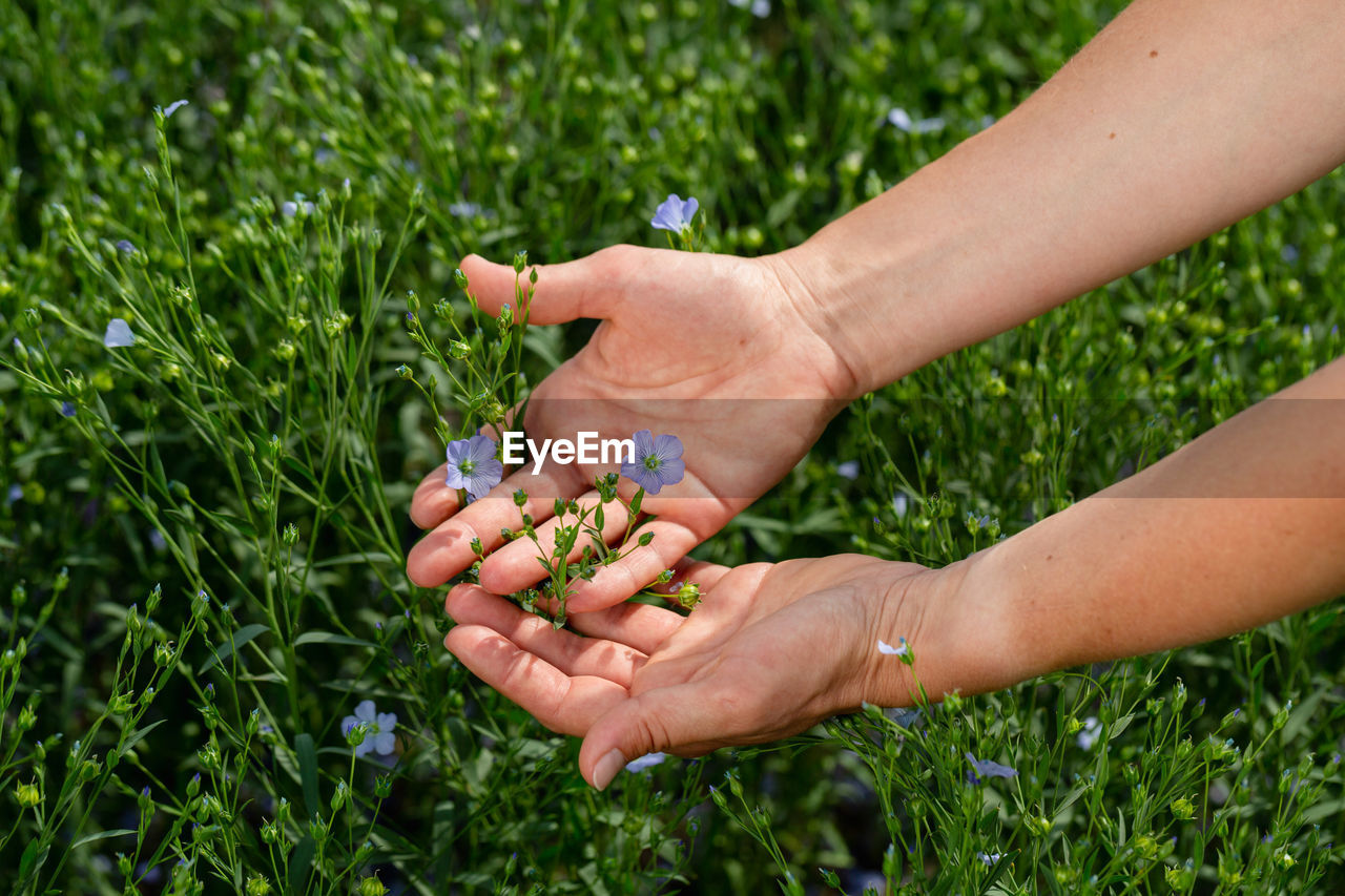 Female hands hold flax plants with flowers against the background of a flax field