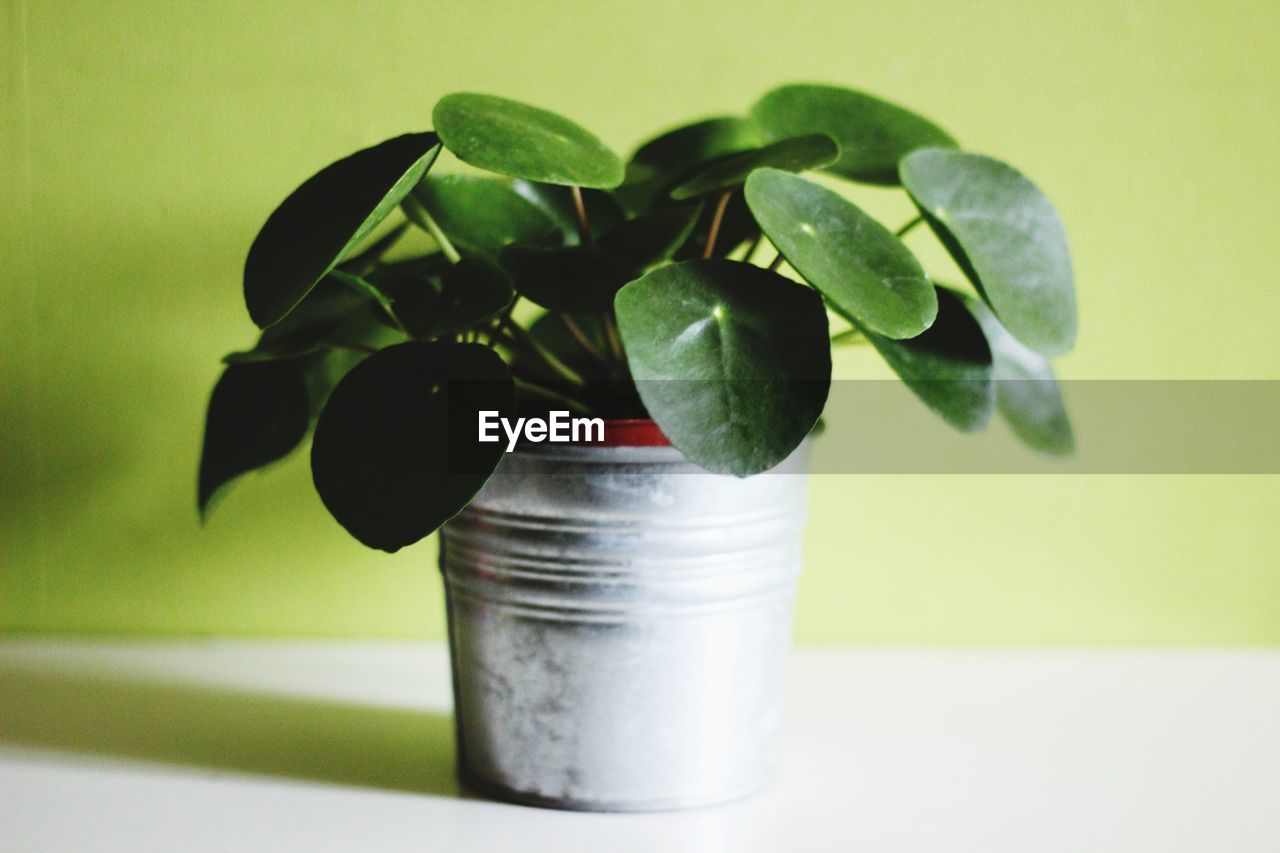 CLOSE-UP OF POTTED PLANT AGAINST GREEN WALL