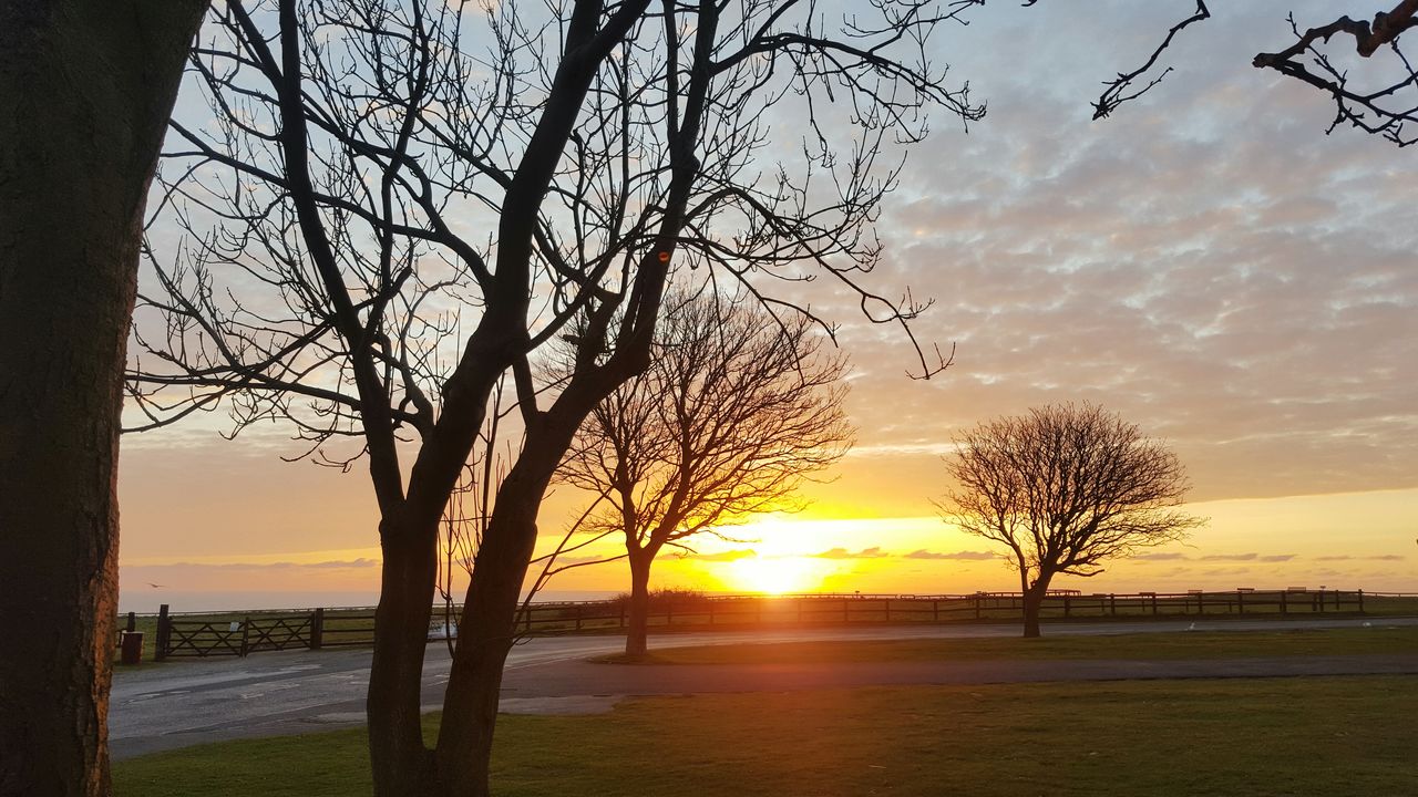 TREES AT BEACH AGAINST SKY DURING SUNSET