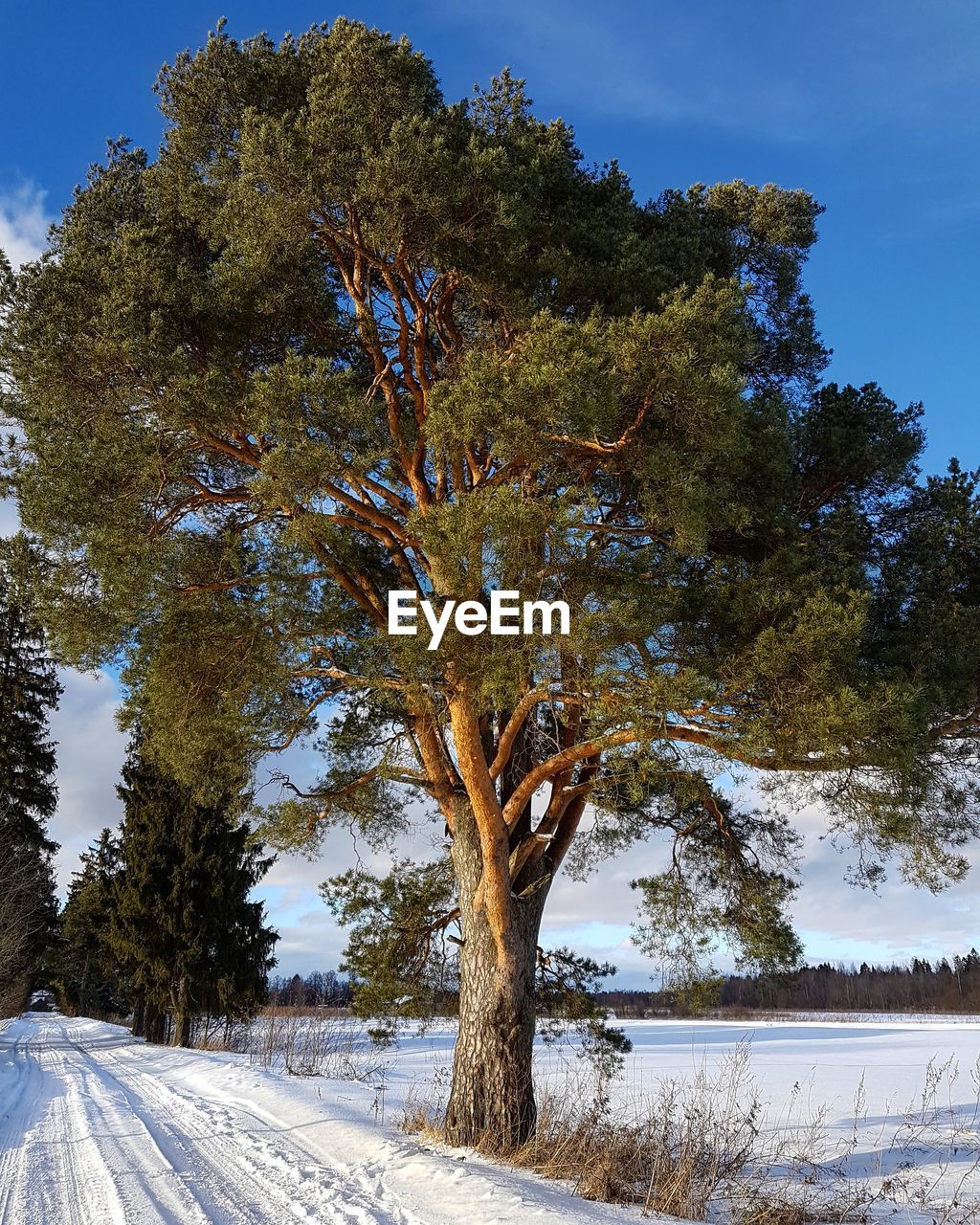 TREE AGAINST SKY