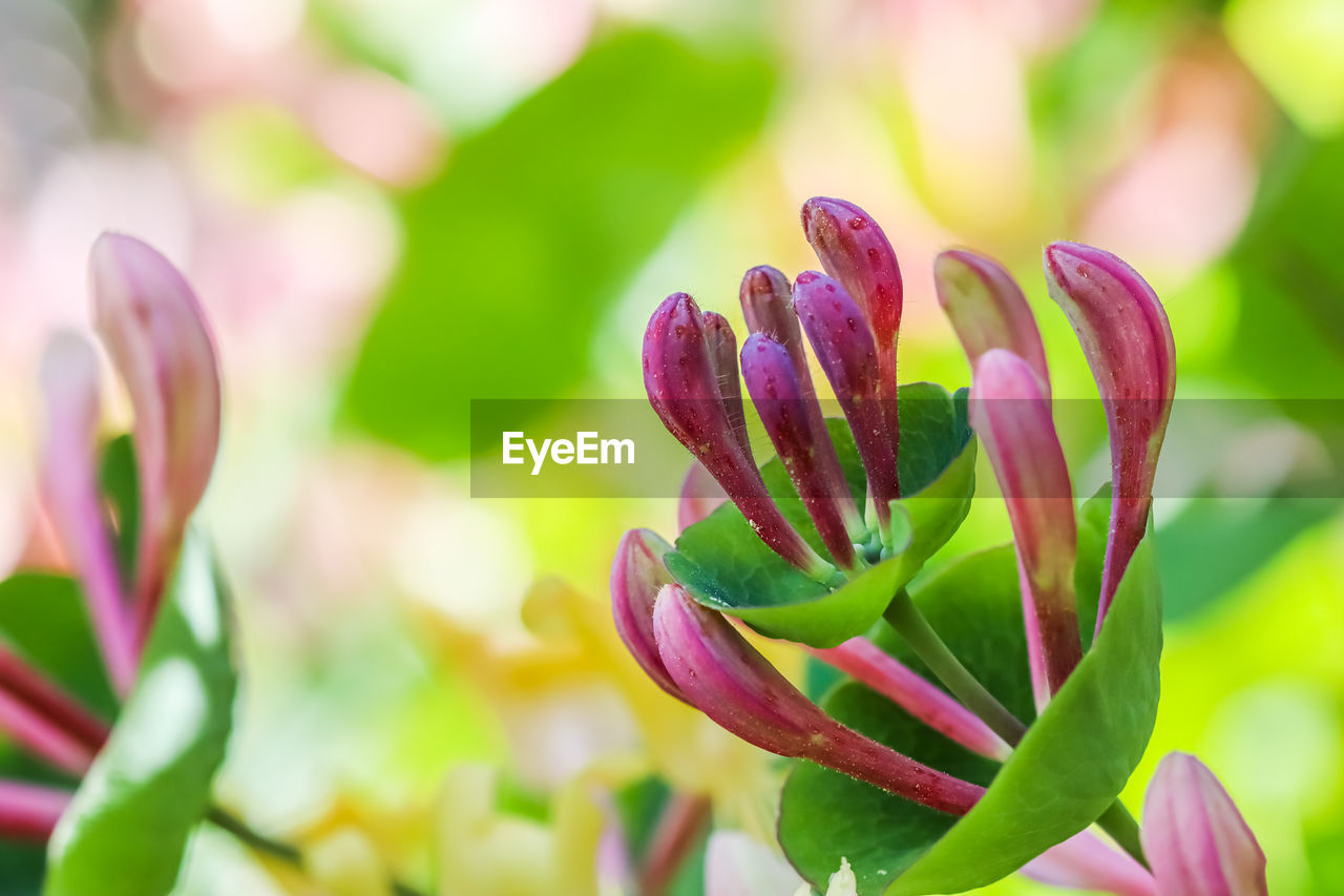 close-up of pink flower