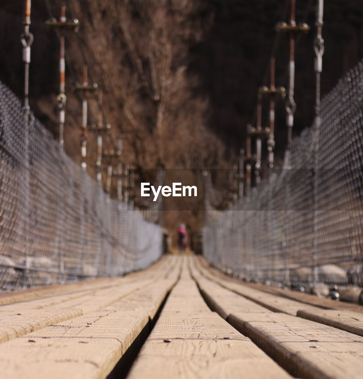 Surface level of railroad tracks against trees