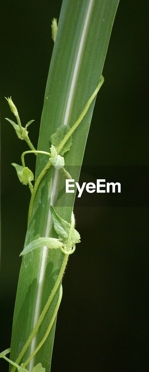 Close-up of green plant over black background