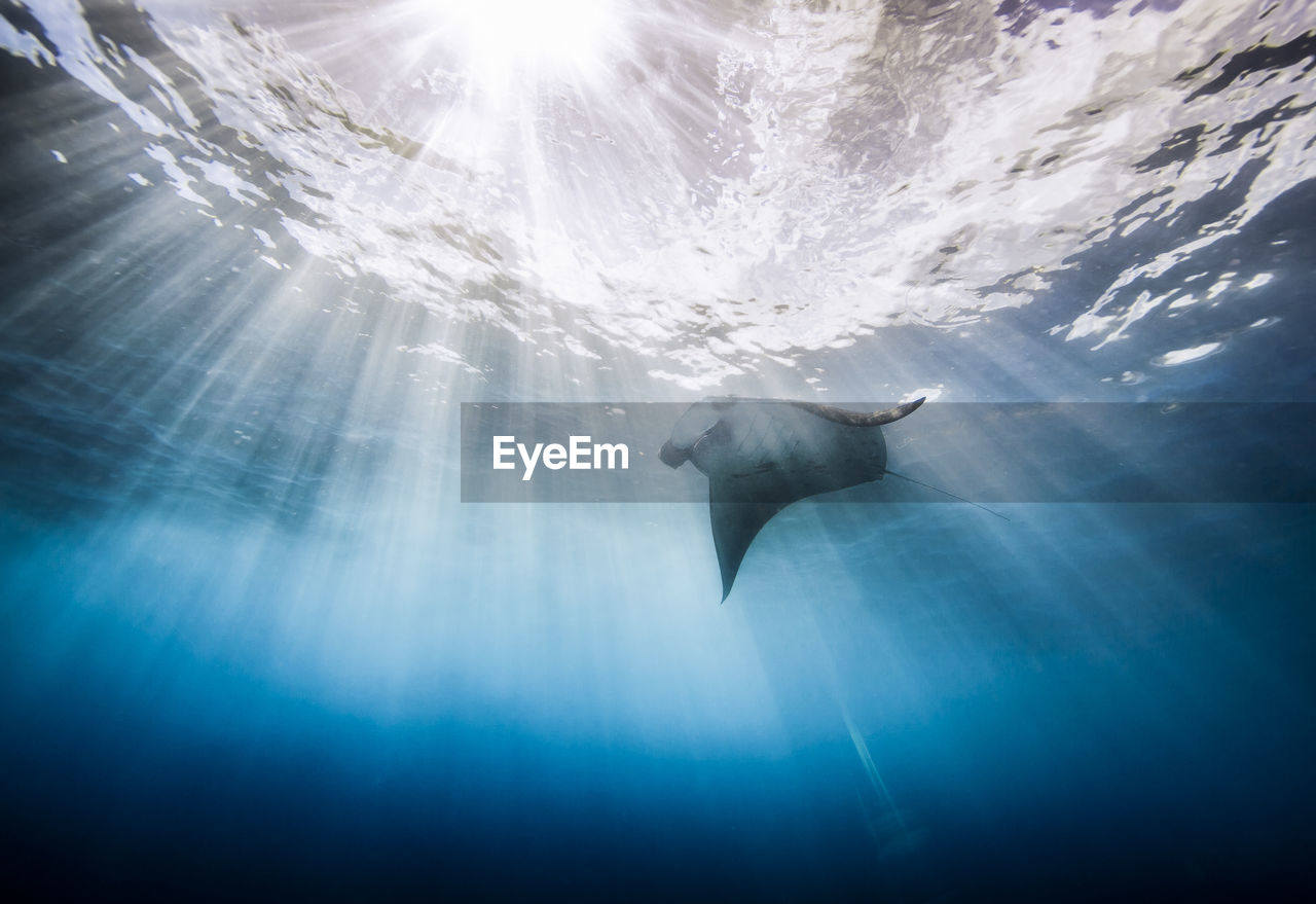 Low angle view of stingray swimming in the sea