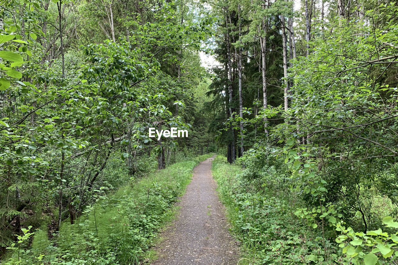 A pathway in a forest on summer day