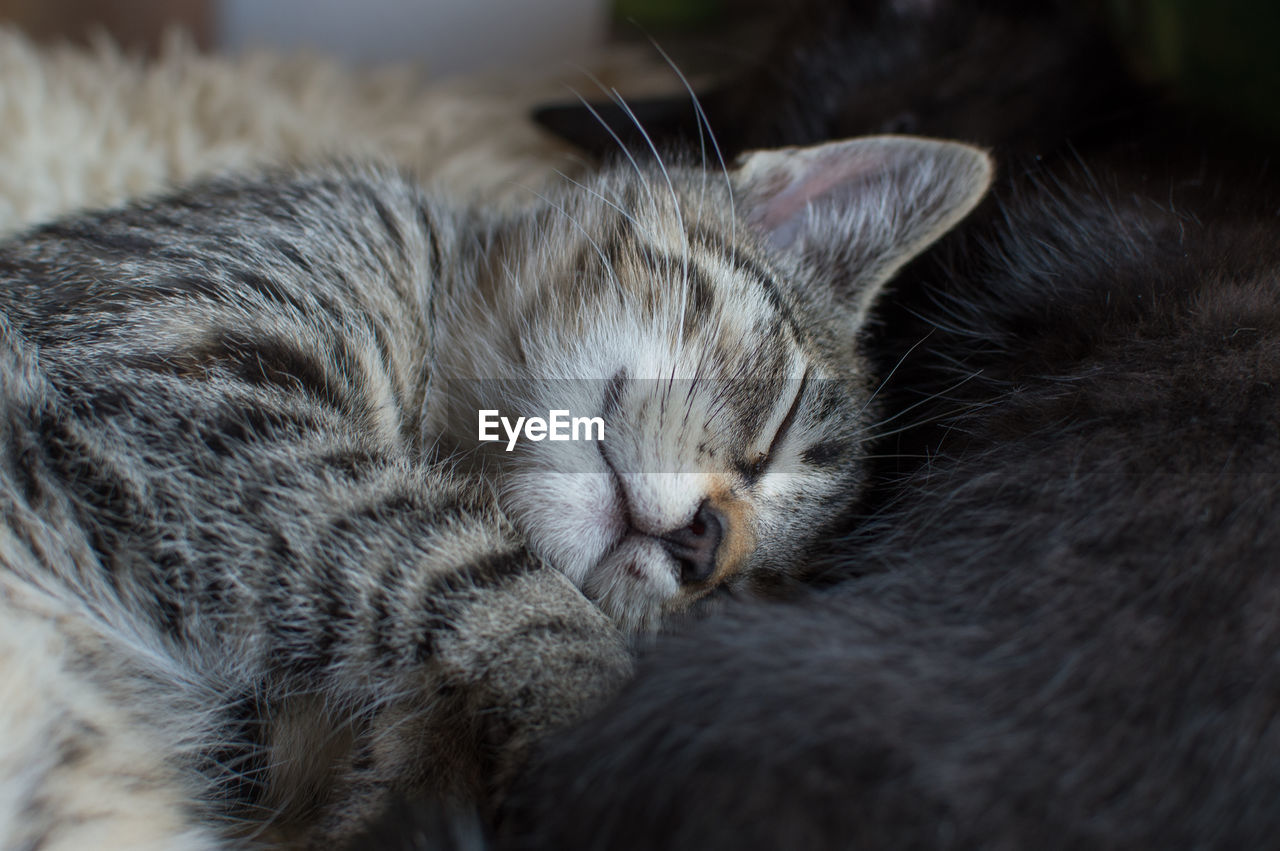 CLOSE-UP OF CAT SLEEPING AT HOME