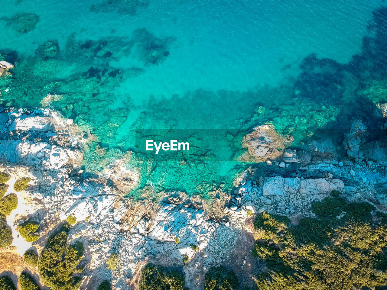 High angle view of coral swimming in sea