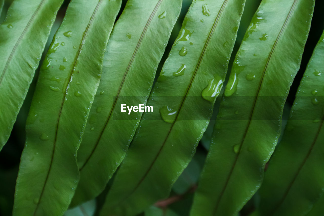 green, leaf, close-up, plant part, plant, growth, macro photography, no people, nature, plant stem, grass, beauty in nature, backgrounds, full frame, flower, drop, wet, pattern, day, outdoors, sunlight, palm tree, palm leaf, branch, water, ferns and horsetails, freshness, leaf vein, fragility