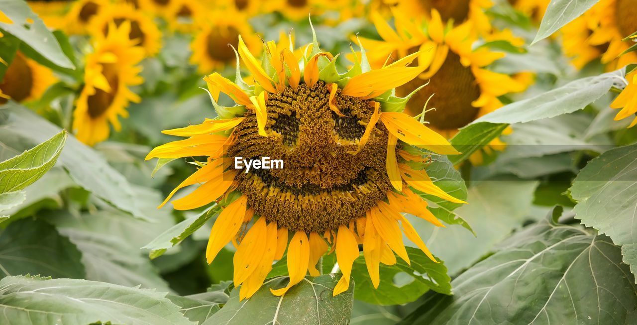 Close-up of smiley face on sunflower