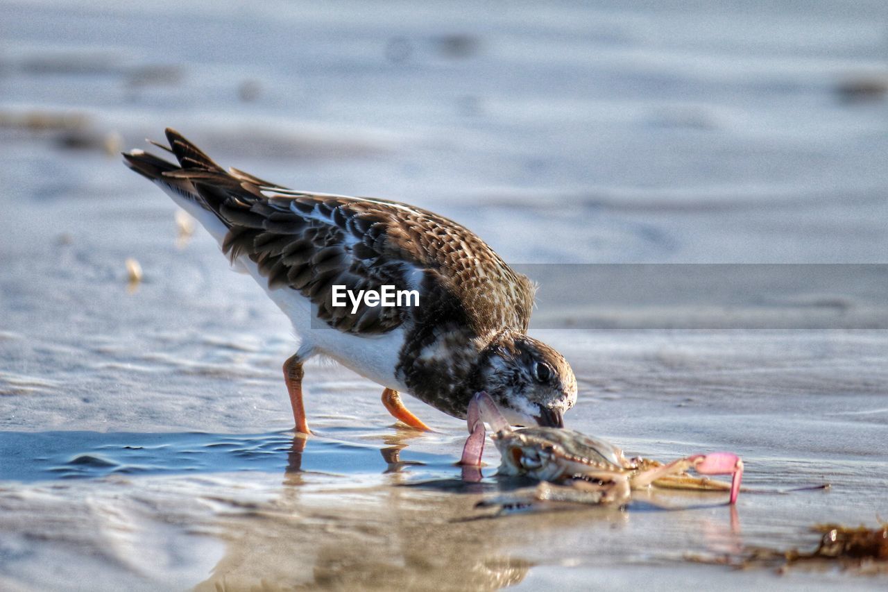 Side view of a bird on beach