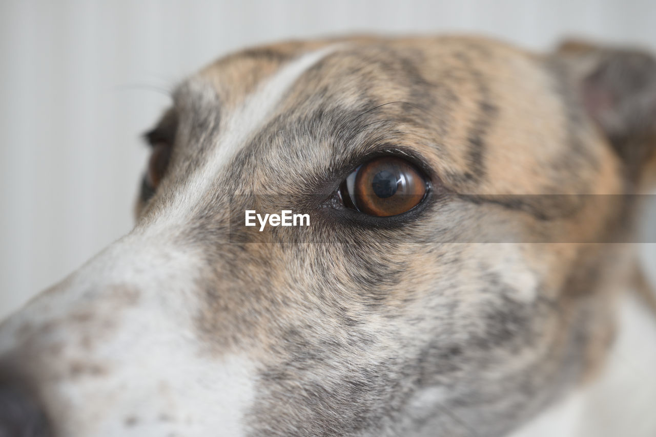 pet, one animal, animal, animal themes, mammal, domestic animals, dog, canine, close-up, animal body part, animal head, looking, snout, indoors, hound, animal eye, no people, eye, looking away, portrait, carnivore, focus on foreground, sports