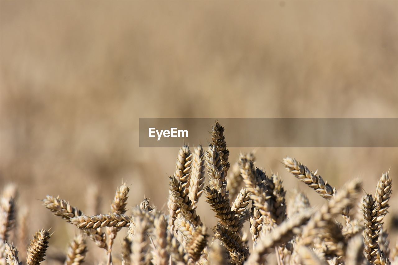 Close-up of stalks in field