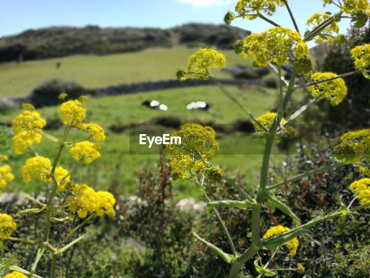 Close-up of yellow flowering plants on field