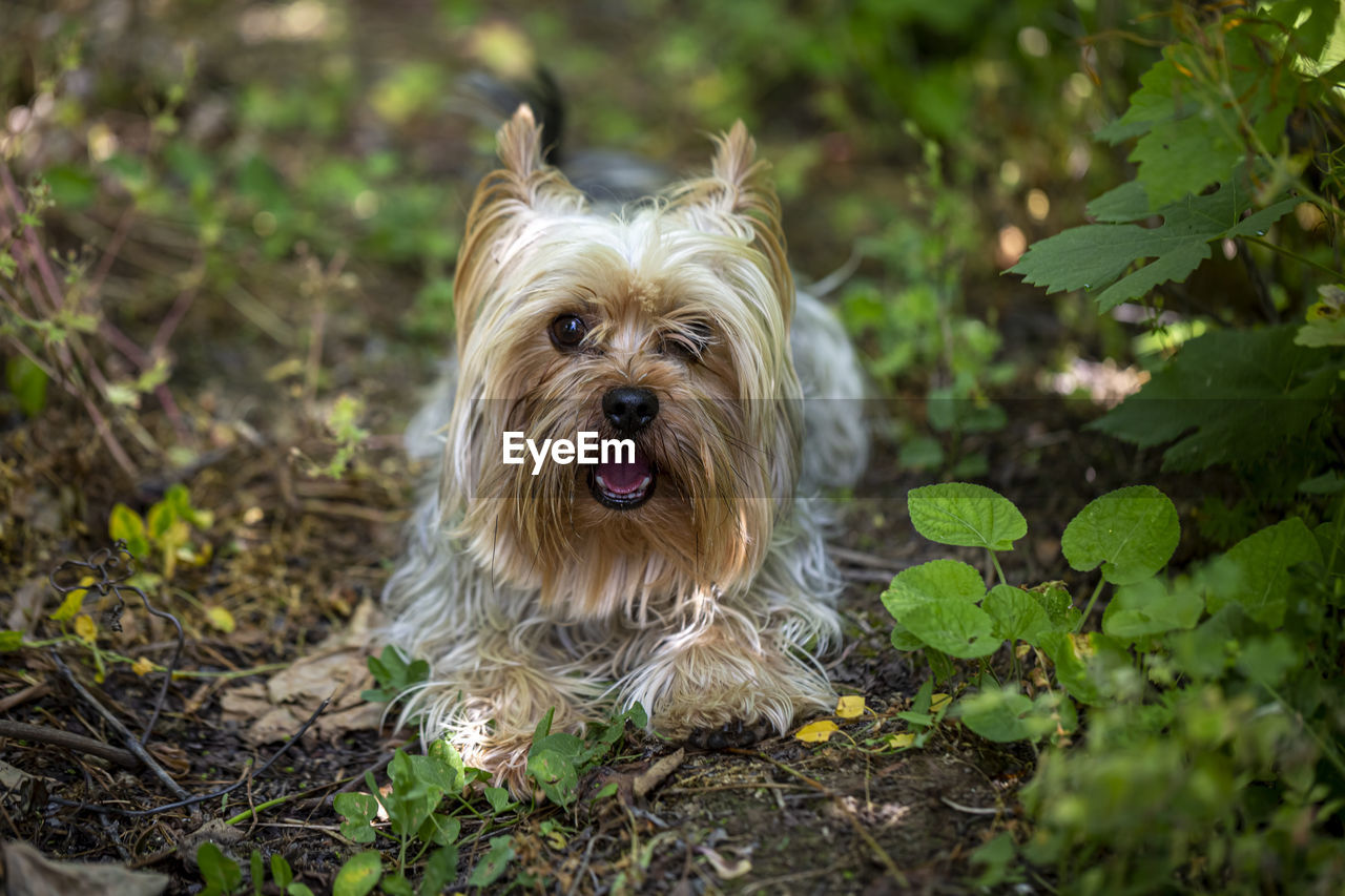 Portrait of a little yorkshire terrier posing an grass. yorkie dog.