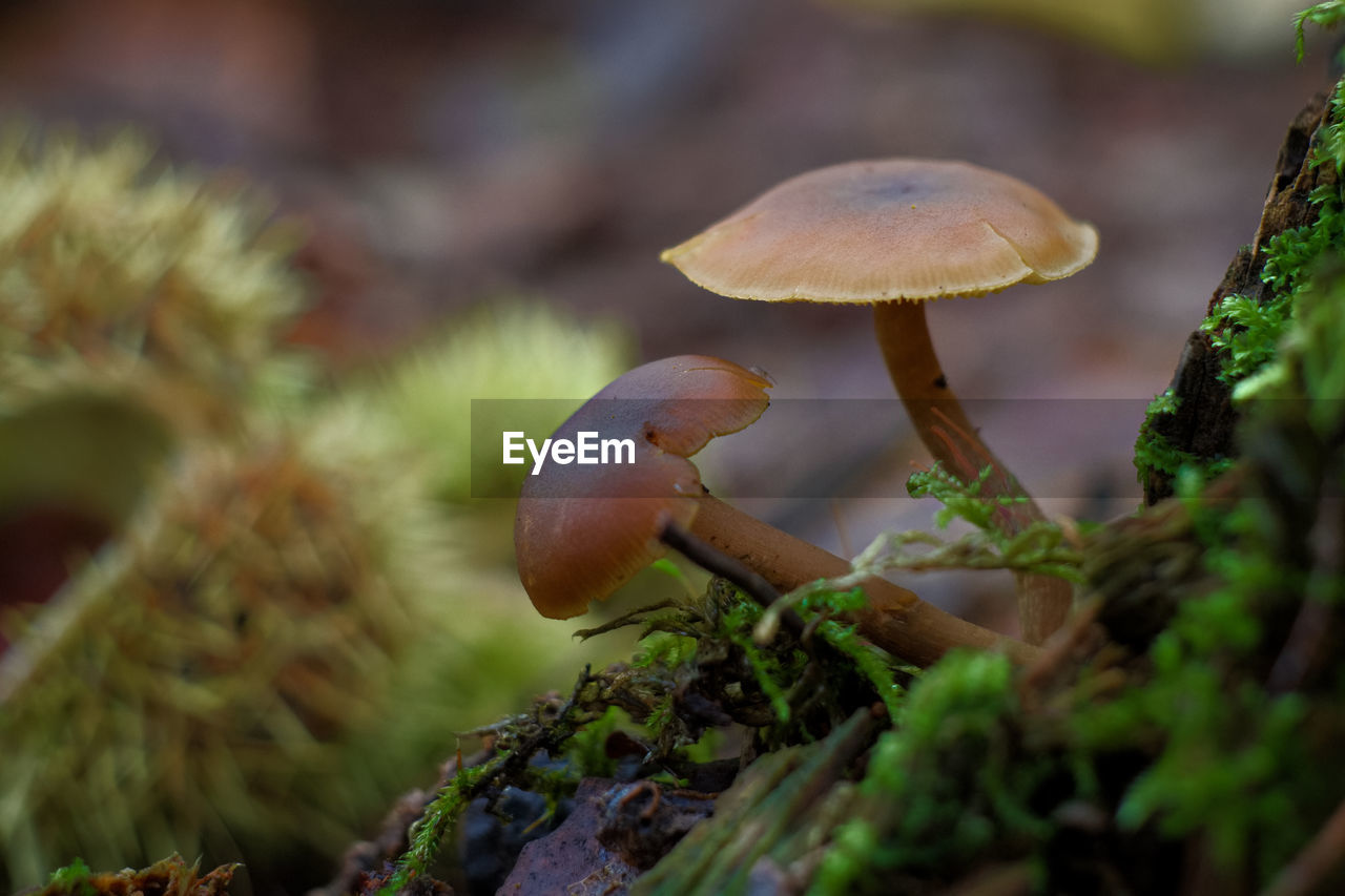 Close-up of mushroom growing on tree