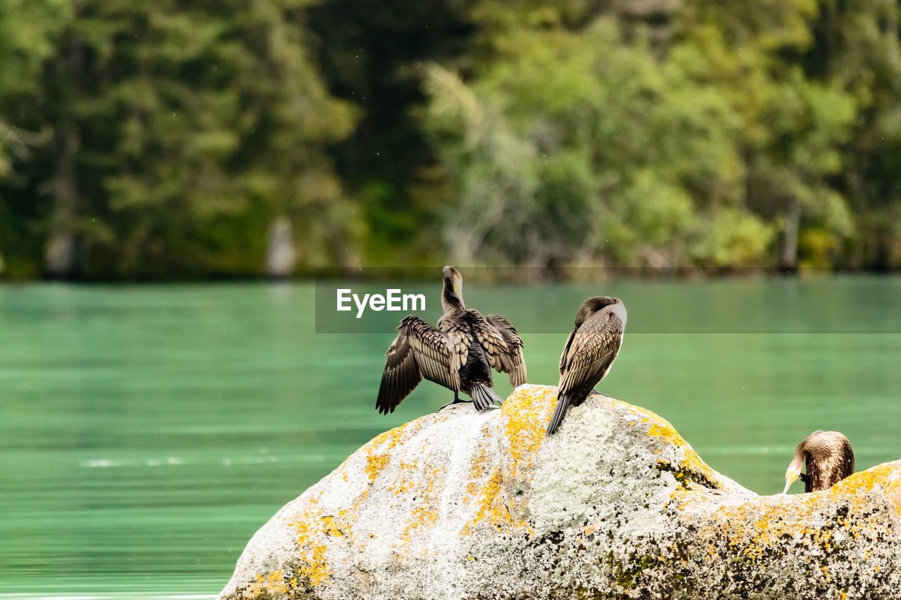 Three cormorants perching on rock against lake