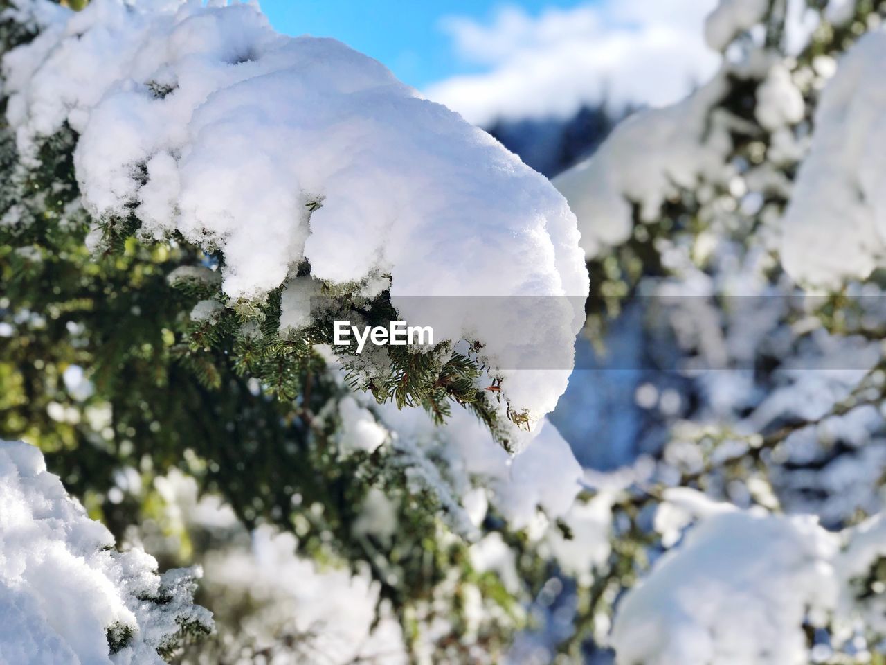 Close-up of snow on branch