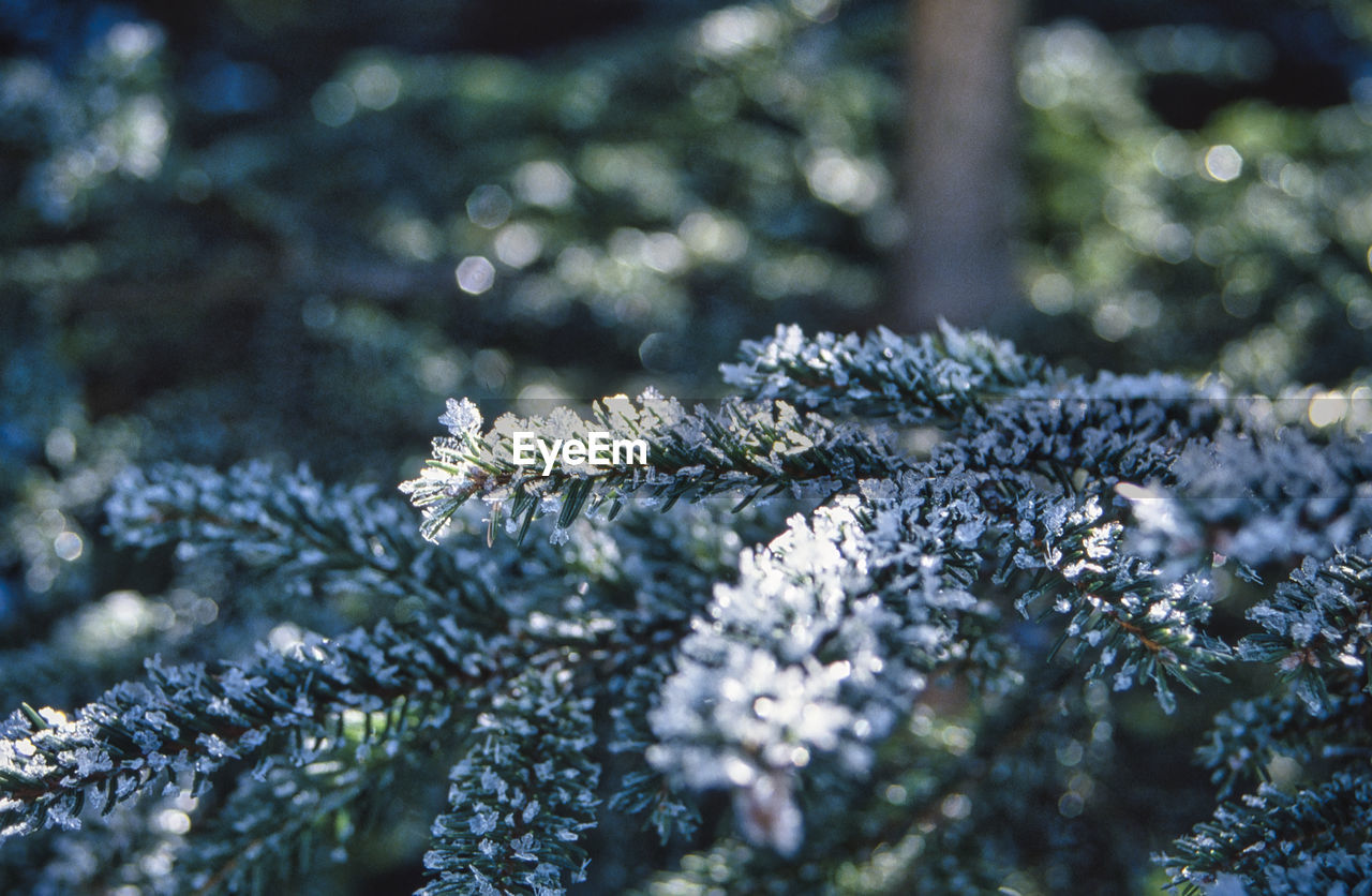 Conifer branch covered with frozen snow