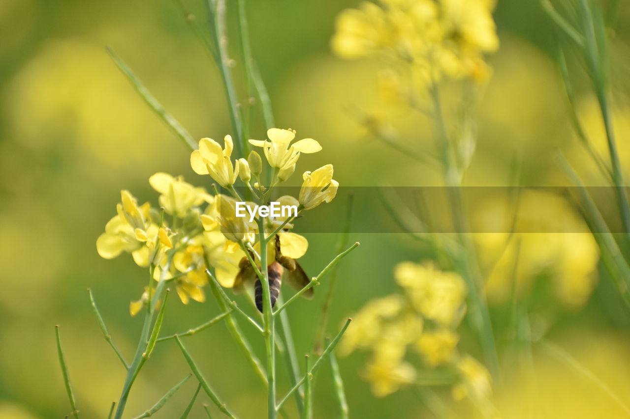 CLOSE-UP OF INSECT ON YELLOW FLOWERING PLANTS