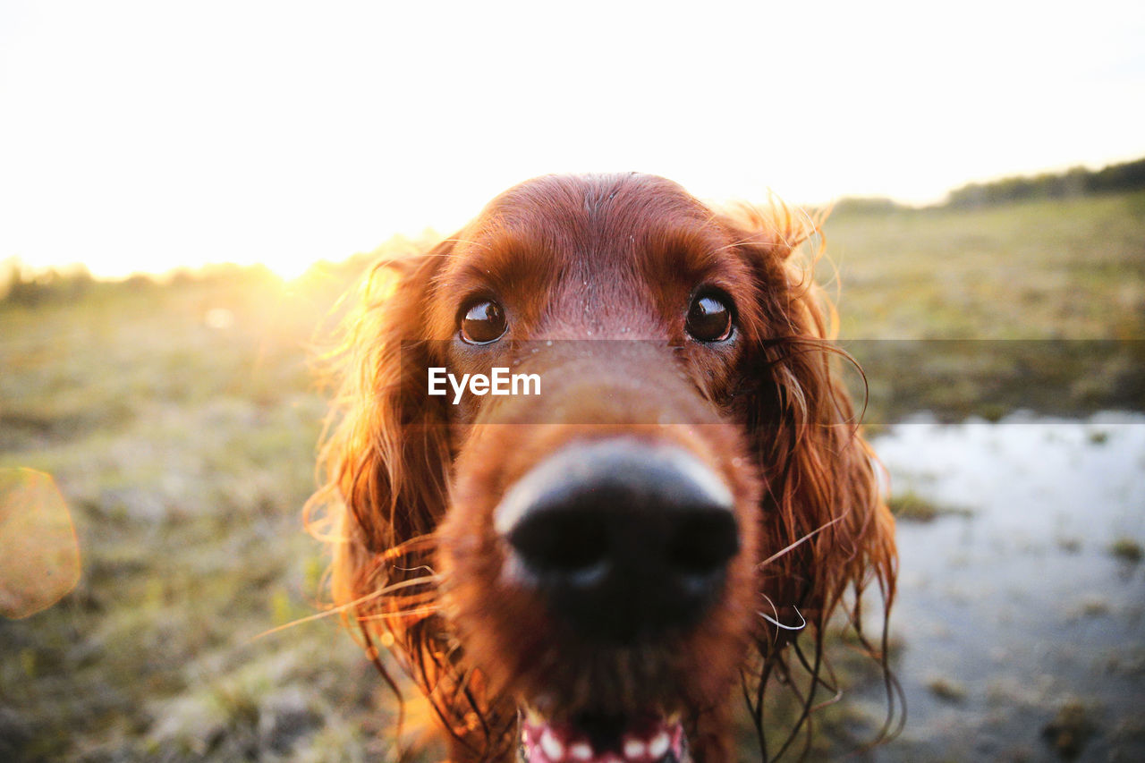 CLOSE-UP PORTRAIT OF A DOG