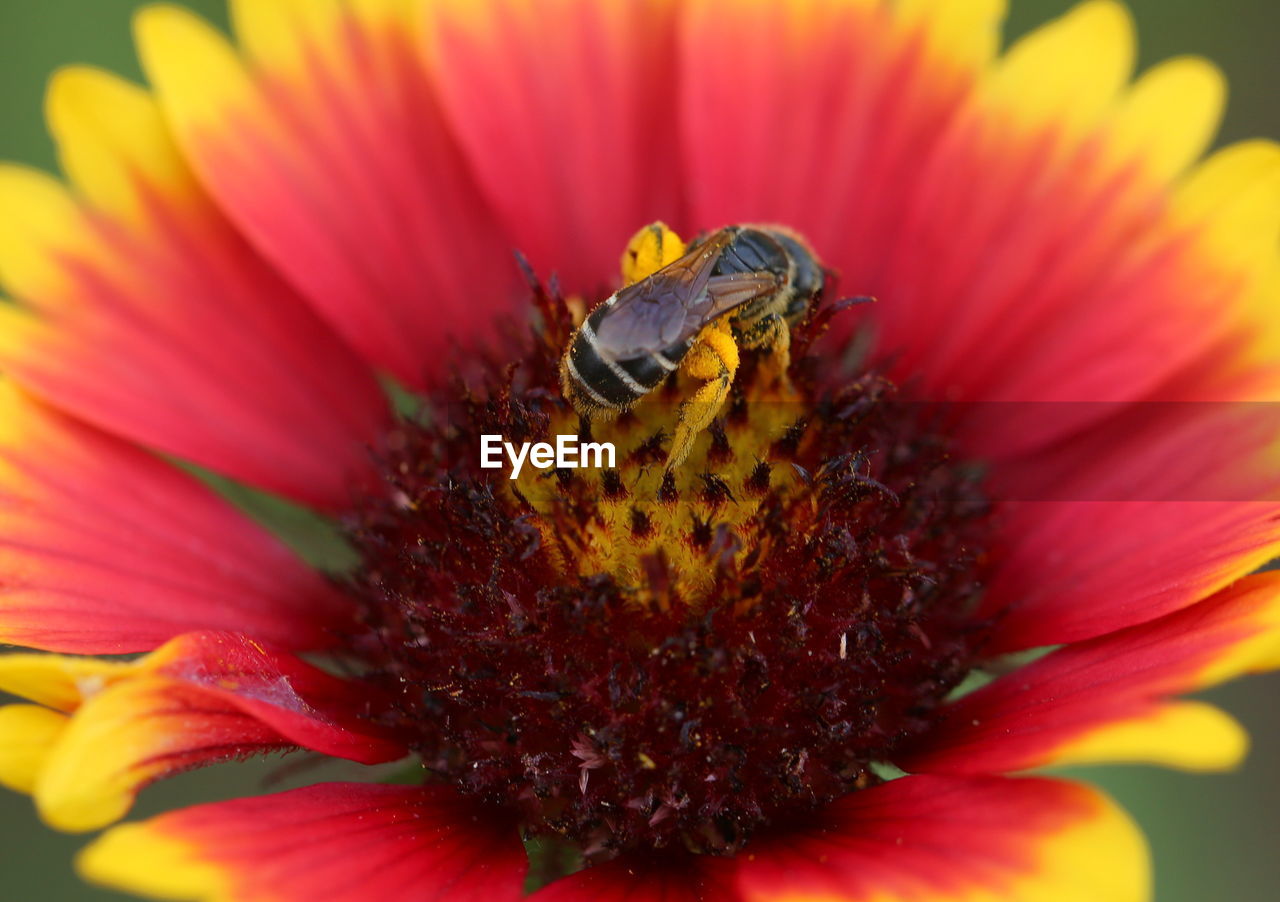 EXTREME CLOSE-UP OF INSECT ON FLOWER