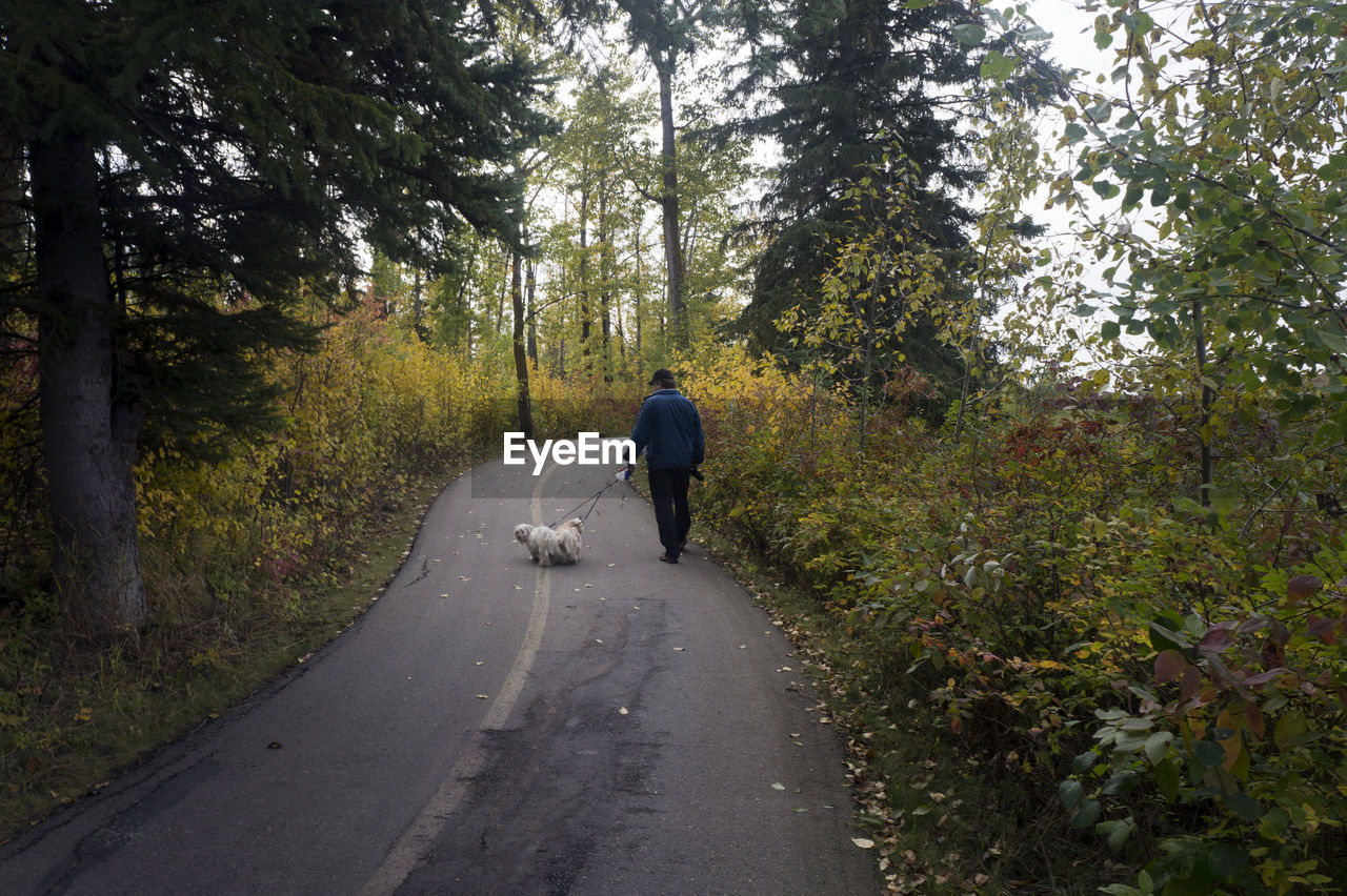 Rear view of man walking with dog on road in forest